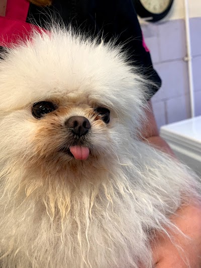 Grooming Van Image