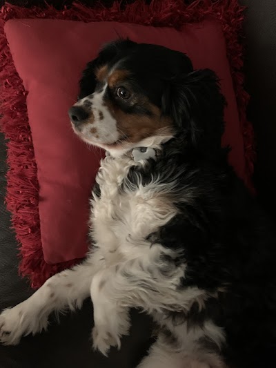Grooming Van Image