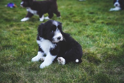 Grooming Van Image