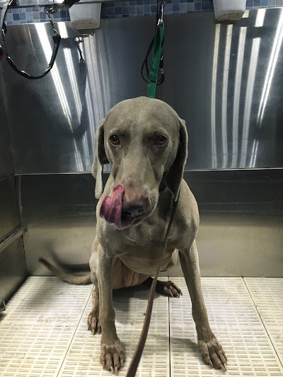 Grooming Van Image