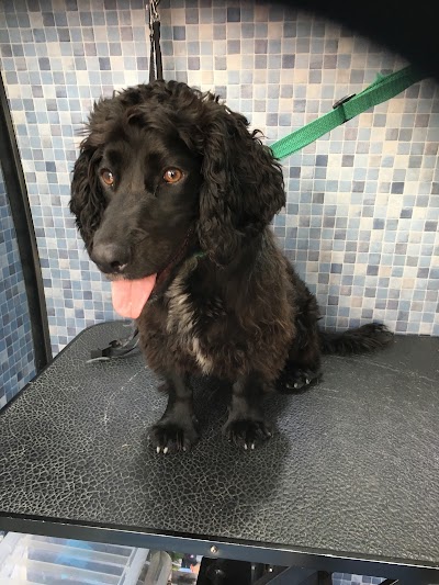 Grooming Van Image