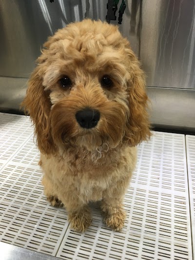 Grooming Van Image