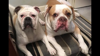 Dial a Dog Wash - Tyneside