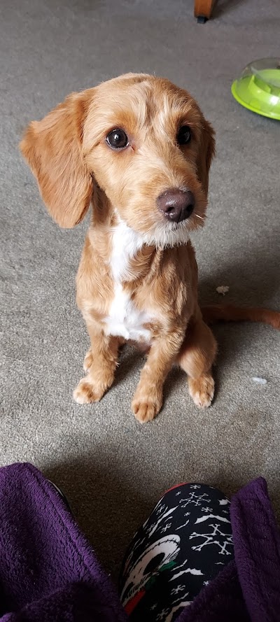 Grooming Van Image