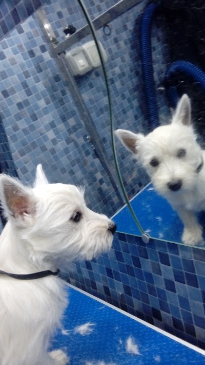 Grooming Van Image