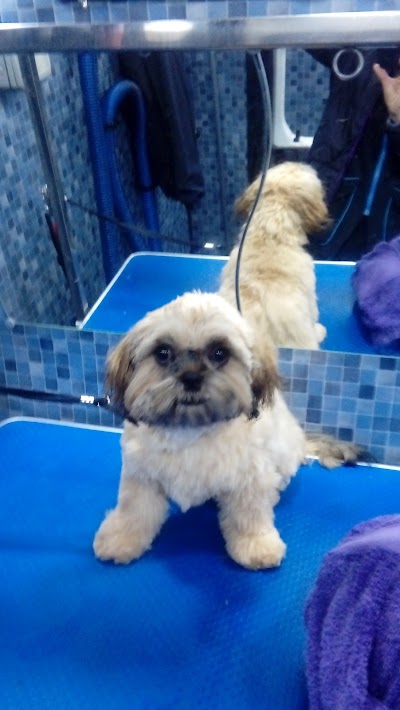 Grooming Van Image