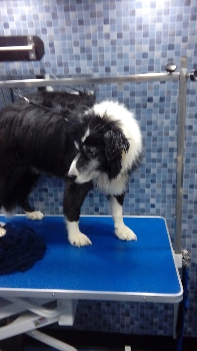 Grooming Van Image