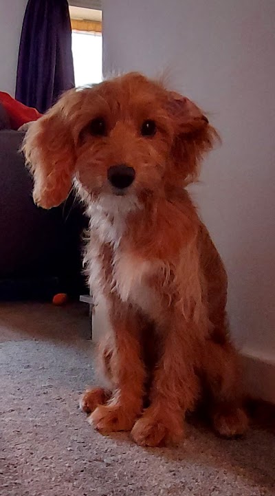 Grooming Van Image