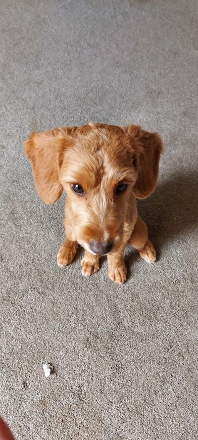 Grooming Van Image