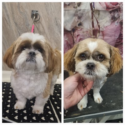 Grooming Van Image