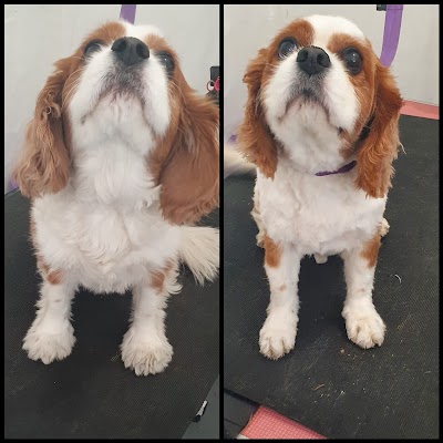 Grooming Van Image