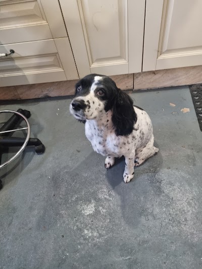 Grooming Van Image