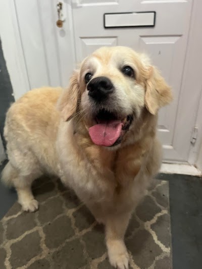 Grooming Van Image