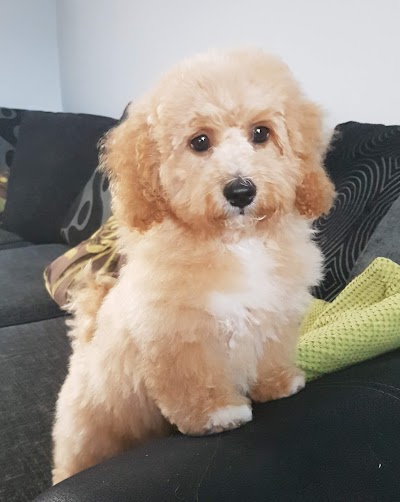 Grooming Van Image