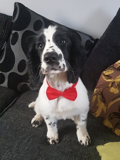 Grooming Van Image