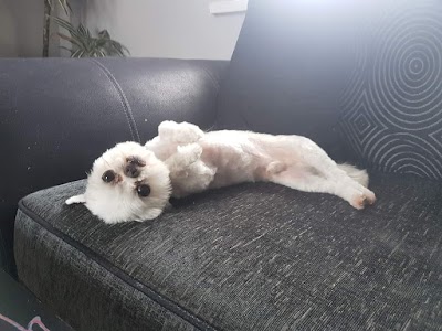Grooming Van Image