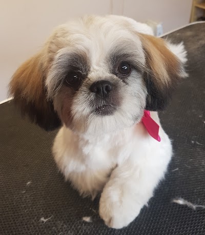 Dog Gone Clean Grooming