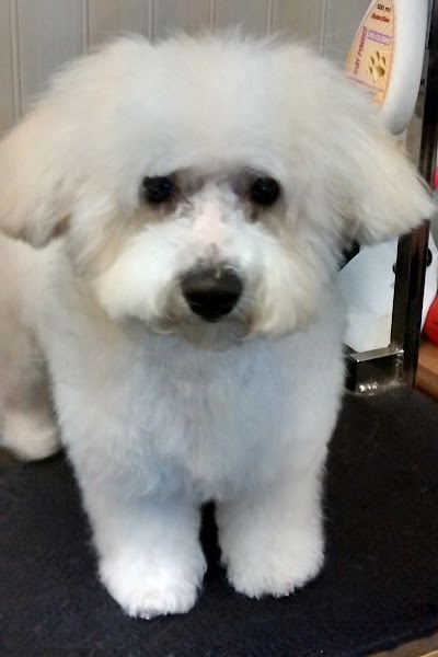 Dogtech Grooming