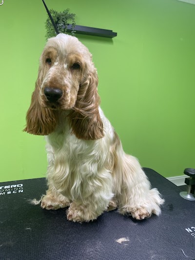 Grooming Van Image