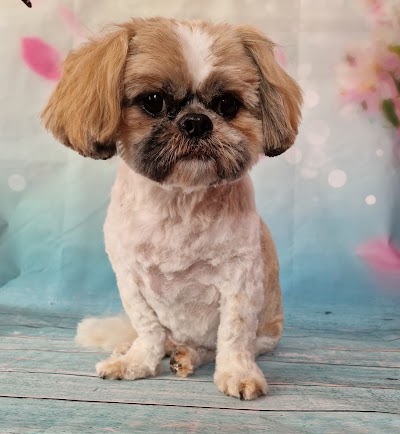 Grooming Van Image
