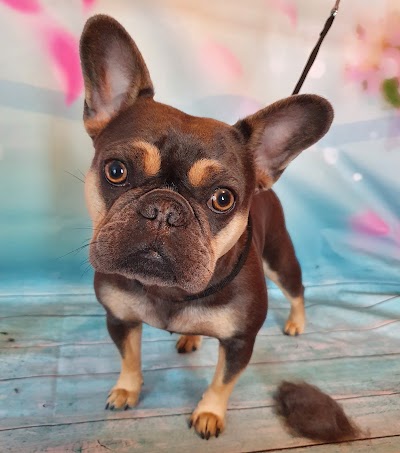 Grooming Van Image