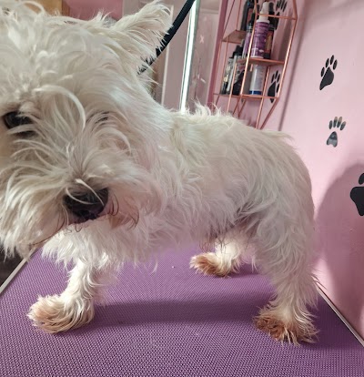 Grooming Van Image