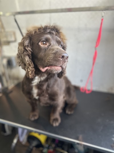 Grooming Van Image