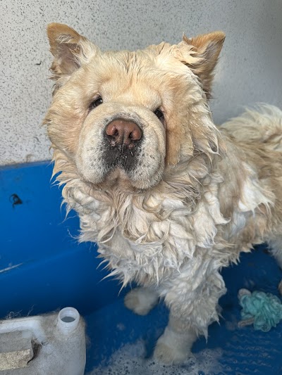 Grooming Van Image