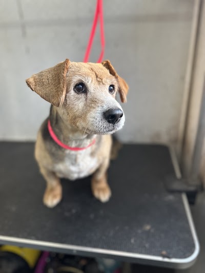 Grooming Van Image