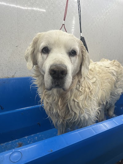 Grooming Van Image