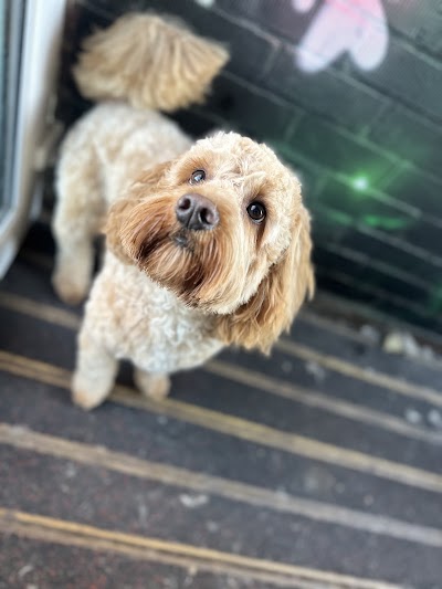 Frizzy Izzy's mobile dog grooming