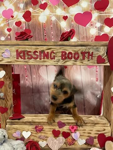 Grooming Van Image