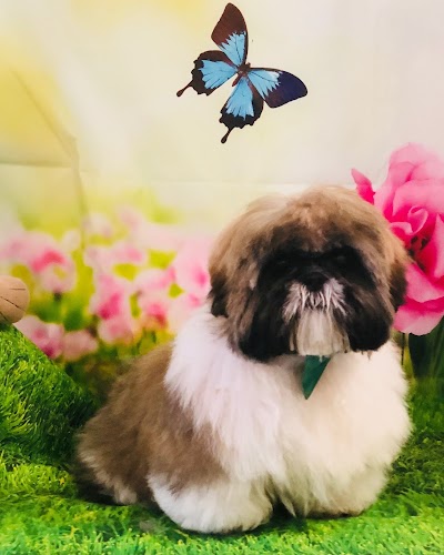 Grooming Van Image