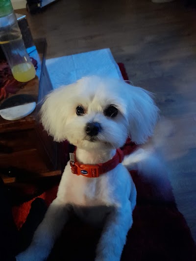 Furry Friends Dog Grooming Studio