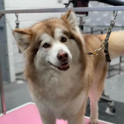 Grooming Van Image
