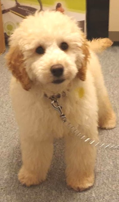 Grooming Van Image