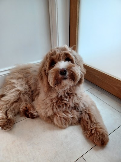 Gentle Paws Dog Grooming Hebburn