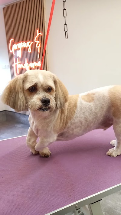Grooming Van Image