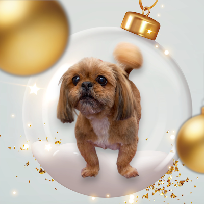 Grooming Van Image