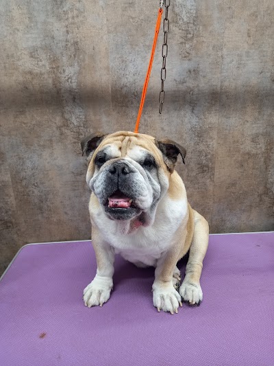 Grooming Van Image
