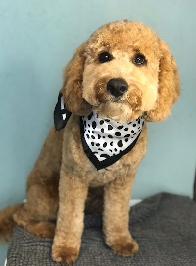 Grooming Van Image