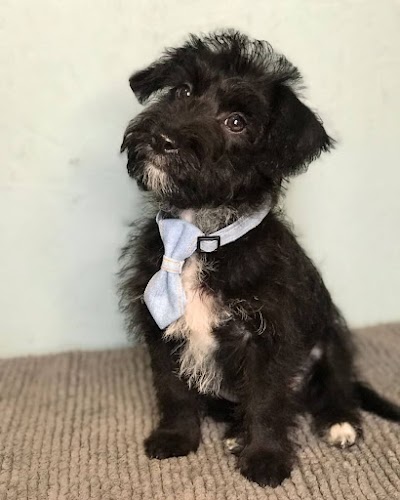 Grooming Van Image