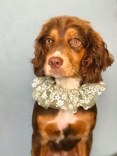 Grace's Grooms