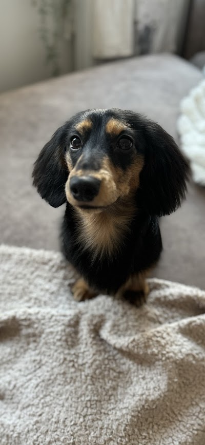 Grooming Van Image