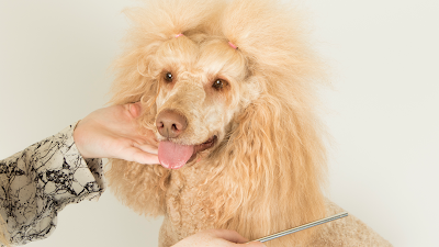 Grooms by Emily at My Pet HQ