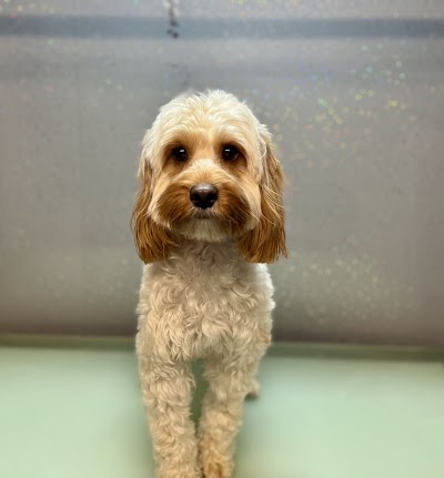 Grooming Van Image