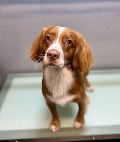 Grooming Van Image