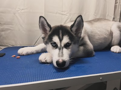 Grooming Van Image