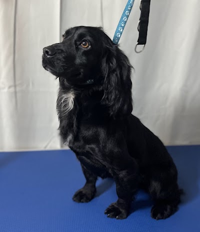 Grooming Van Image