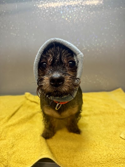 Grooming Van Image